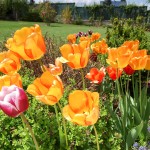 Krásní tulipáni